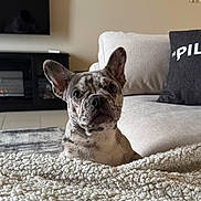 Molly is registered to the contest to win money with this photo: french_bulldog, dog, pet, blanket, couch, living_room, fireplace, pillow, fur, ears, face, eyes, nose, indoor, home, cozy, curious, animal, comfort, rest