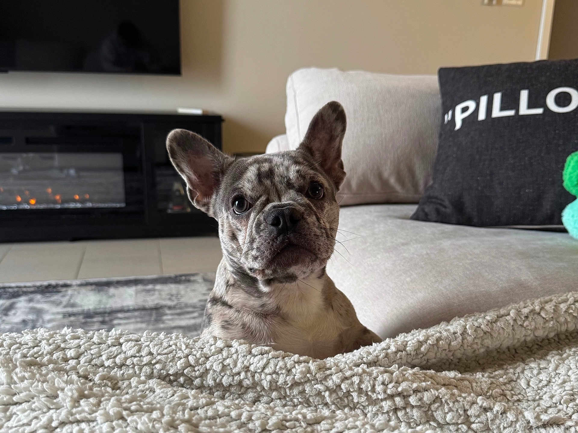Molly is registered to the contest to win money with this photo: french_bulldog, dog, pet, blanket, couch, living_room, fireplace, pillow, fur, ears, face, eyes, nose, indoor, home, cozy, curious, animal, comfort, rest