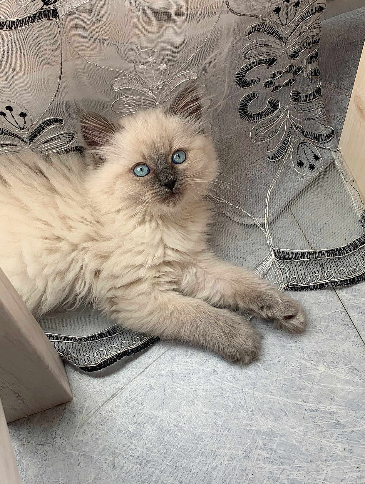 Milky a rejoint le concours — aidez-le/la à gagner de superbes lots ! kitten, cat, blue_eyes, fluffy, indoor, curtain, floor, pet, animal, cute, resting, fur, young, looking, closeup, domestic, feline, soft, whiskers, paws