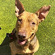 Ellie is registered to the contest to win money with this photo: animal, artificial_grass, brown_fur, canine, collar, cute, daytime, dog, ears, face, grass, happy, looking_up, outdoor, pet, playful, shadow, smiling, sunlight, tongue_out