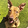 animal, artificial_grass, brown_fur, canine, collar, cute, daytime, dog, ears, face, grass, happy, looking_up, outdoor, pet, playful, shadow, smiling, sunlight, tongue_out