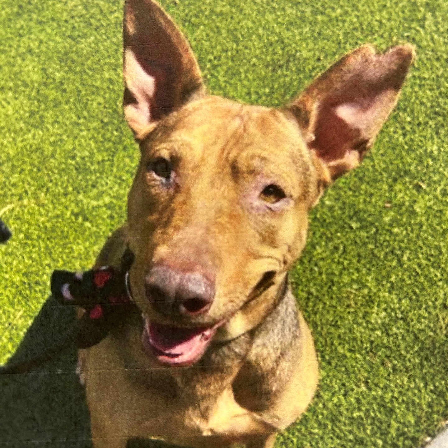 Ellie