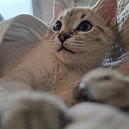 Alaska participe au concours pour gagner de l'argent avec cette photo : animal, cat, close_up, comfortable, cozy, curious, cute, domestic_cat, fur, furry, indoor, kitten, paw, pet, portrait, relaxed, soft_light, whiskers, wide_eyes, young