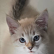 Alaska a rejoint le concours — aidez-le/la à gagner de superbes lots ! kitten, cat, blue_eyes, fluffy, whiskers, close_up, pet, animal, fur, young, cute, looking, face, ears, tail, domestic, mammal, indoor, portrait, feline