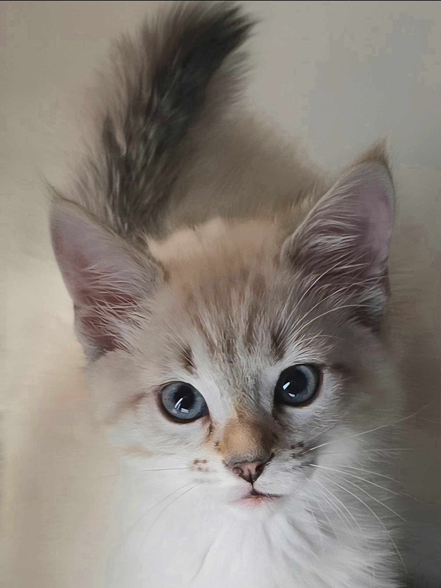 Alaska a rejoint le concours — aidez-le/la à gagner de superbes lots ! kitten, cat, blue_eyes, fluffy, whiskers, close_up, pet, animal, fur, young, cute, looking, face, ears, tail, domestic, mammal, indoor, portrait, feline