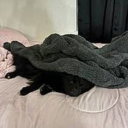 Cilantro joined the competition — help win amazing prizes! dog, black_dog, puppy, fluffy, blanket, bed, bedroom, sleeping, resting, cozy, covered, fur, animal, pet, portrait, indoors, bedding, gray_blanket, pink_bedding, relaxed