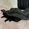dog, black_dog, puppy, fluffy, blanket, bed, bedroom, sleeping, resting, cozy, covered, fur, animal, pet, portrait, indoors, bedding, gray_blanket, pink_bedding, relaxed