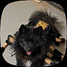 Cilantro is registered to the contest to win money with this photo: dog, black_dog, fluffy, small_dog, open_mouth, tongue, alert, playful, costume, black_and_gold, fur, pet, portrait, indoor, close_up, sitting, lying_down, dark_fur, cute, animal