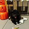 Cilantro joined the competition — help win amazing prizes! dog, black_dog, pet, halloween, jack_o_lantern, pumpkin, costume, party, bone_decoration, plush_toy, dog_toy, cupcake, dessert, outdoor, patio, tile_floor, fence, garland, smiling_dog, celebration