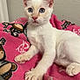 Krypto is registered to the contest to win money with this photo: kitten, cat, white_fur, blue_eyes, pink_blanket, monkey_pattern, indoor, pet, cute, young, animal, feline, resting, closeup, soft, cozy, paw, whiskers, ears, curious