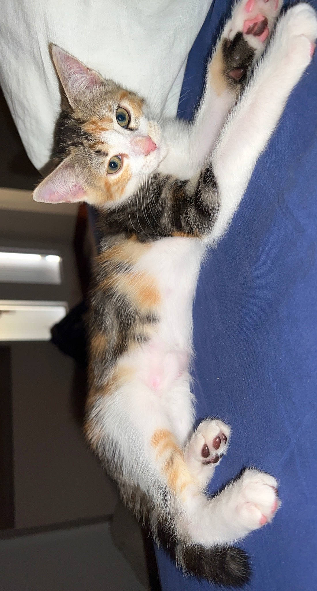 Ina a rejoint le concours — aidez-le/la à gagner de superbes lots ! carnivore, cat, claw, comfort, domestic_short_haired_cat, fawn, felidae, foot, fur, gesture, paw, photography, small_to_medium_sized_cats, snout, tail, whiskers