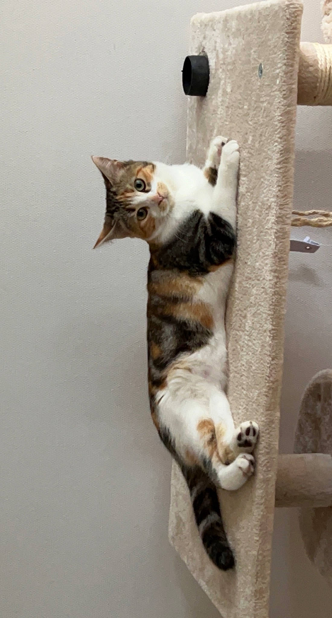 Ina participe au concours pour gagner de l'argent avec cette photo : carnivore, cat, comfort, domestic_short_haired_cat, fawn, felidae, fur, paw, small_to_medium_sized_cats, snout, tail, whiskers, wood