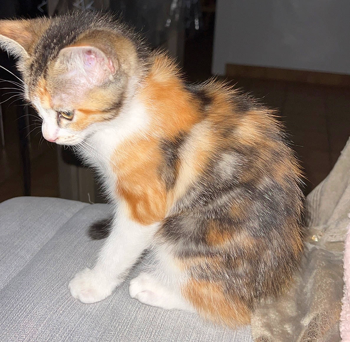 Ina participe au concours pour gagner de l'argent avec cette photo : carnivore, cat, claw, comfort, domestic_short_haired_cat, eye, fawn, felidae, foot, fur, paw, sitting, small_to_medium_sized_cats, snout, tail, whiskers, window, wood