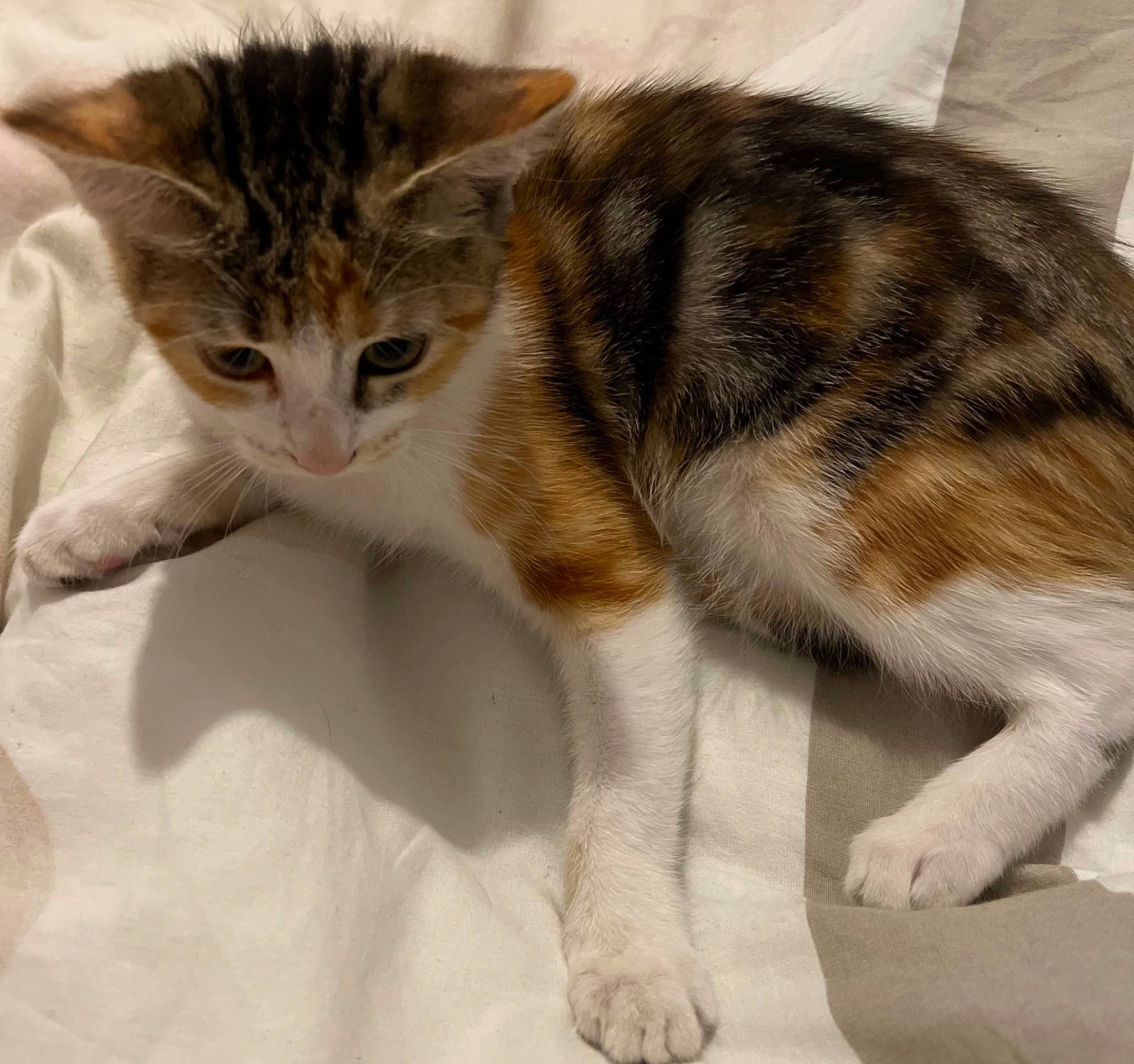 Ina a rejoint le concours — aidez-le/la à gagner de superbes lots ! carnivore, cat, claw, comfort, domestic_short_haired_cat, felidae, fur, paw, small_to_medium_sized_cats, snout, tail, terrestrial_animal, whiskers