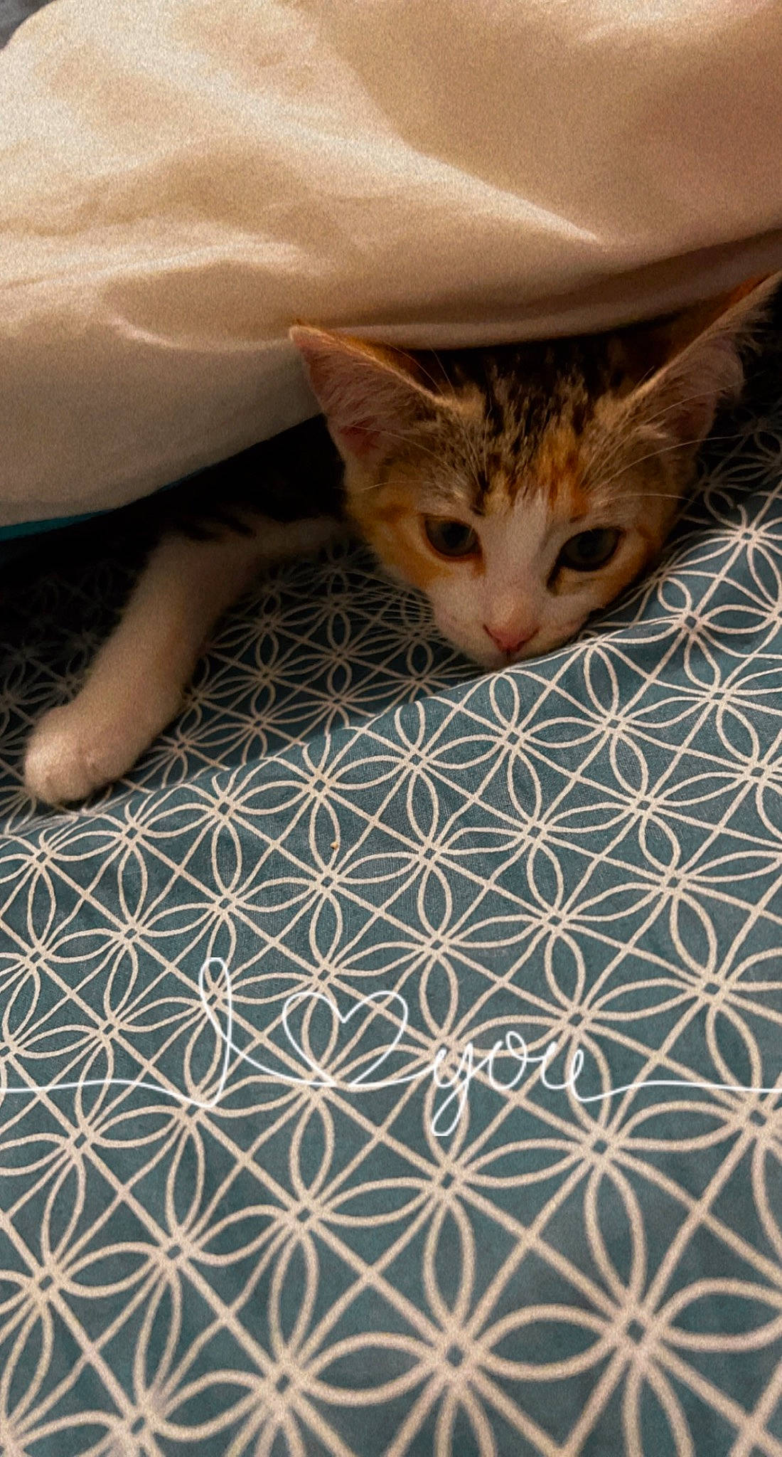 Ina a rejoint le concours — aidez-le/la à gagner de superbes lots ! carnivore, cat, comfort, domestic_short_haired_cat, fawn, felidae, flooring, fur, hardwood, human_leg, linens, mammal, pattern, small_to_medium_sized_cats, snout, tail, textile, vertebrate, whiskers, wood