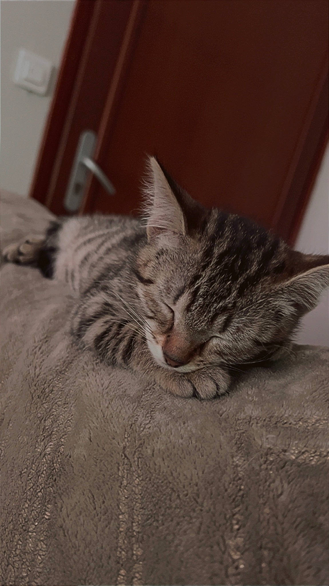 Iris participe au concours pour gagner de l'argent avec cette photo : carnivore, cat, claw, comfort, domestic_short_haired_cat, door, felidae, flooring, fur, grey, hardwood, monochrome, monochrome_photography, paw, small_to_medium_sized_cats, snout, terrestrial_animal, tree, whiskers, wood