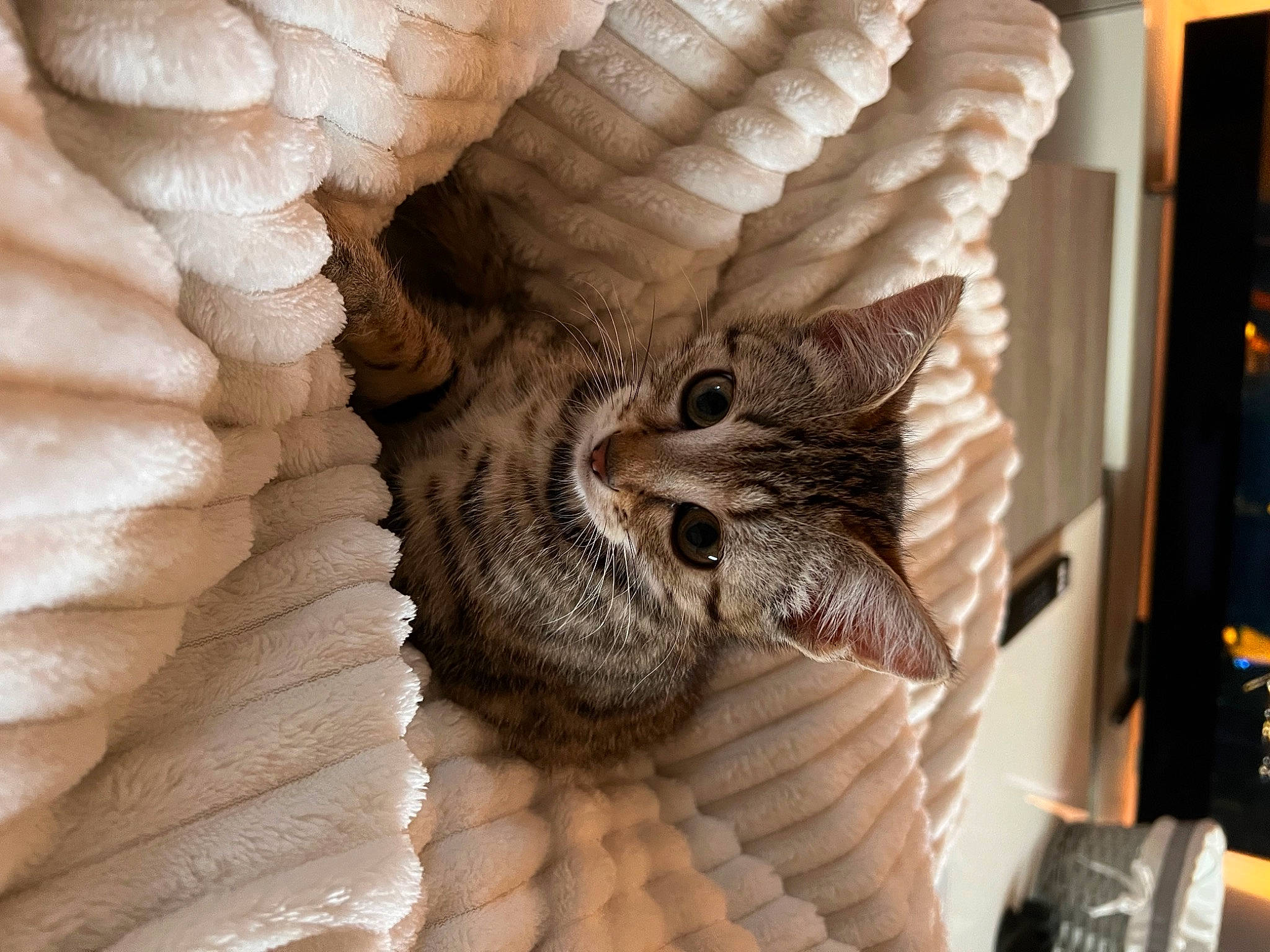 Iris a rejoint le concours — aidez-le/la à gagner de superbes lots ! art, basket, carnivore, carving, cat, cat_bed, comfort, domestic_short_haired_cat, felidae, fur, owl, pattern, sculpture, shelf, small_to_medium_sized_cats, tail, whiskers, window, wing, wood