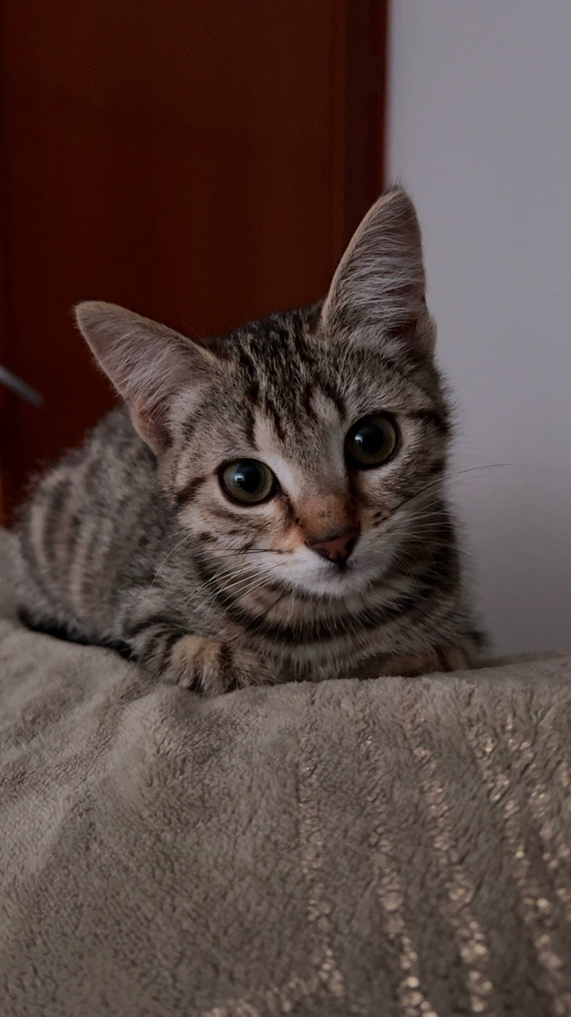 Iris participe au concours pour gagner de l'argent avec cette photo : carnivore, cat, domestic_short_haired_cat, door, felidae, fur, grey, paw, small_to_medium_sized_cats, snout, terrestrial_animal, whiskers, wildlife, window