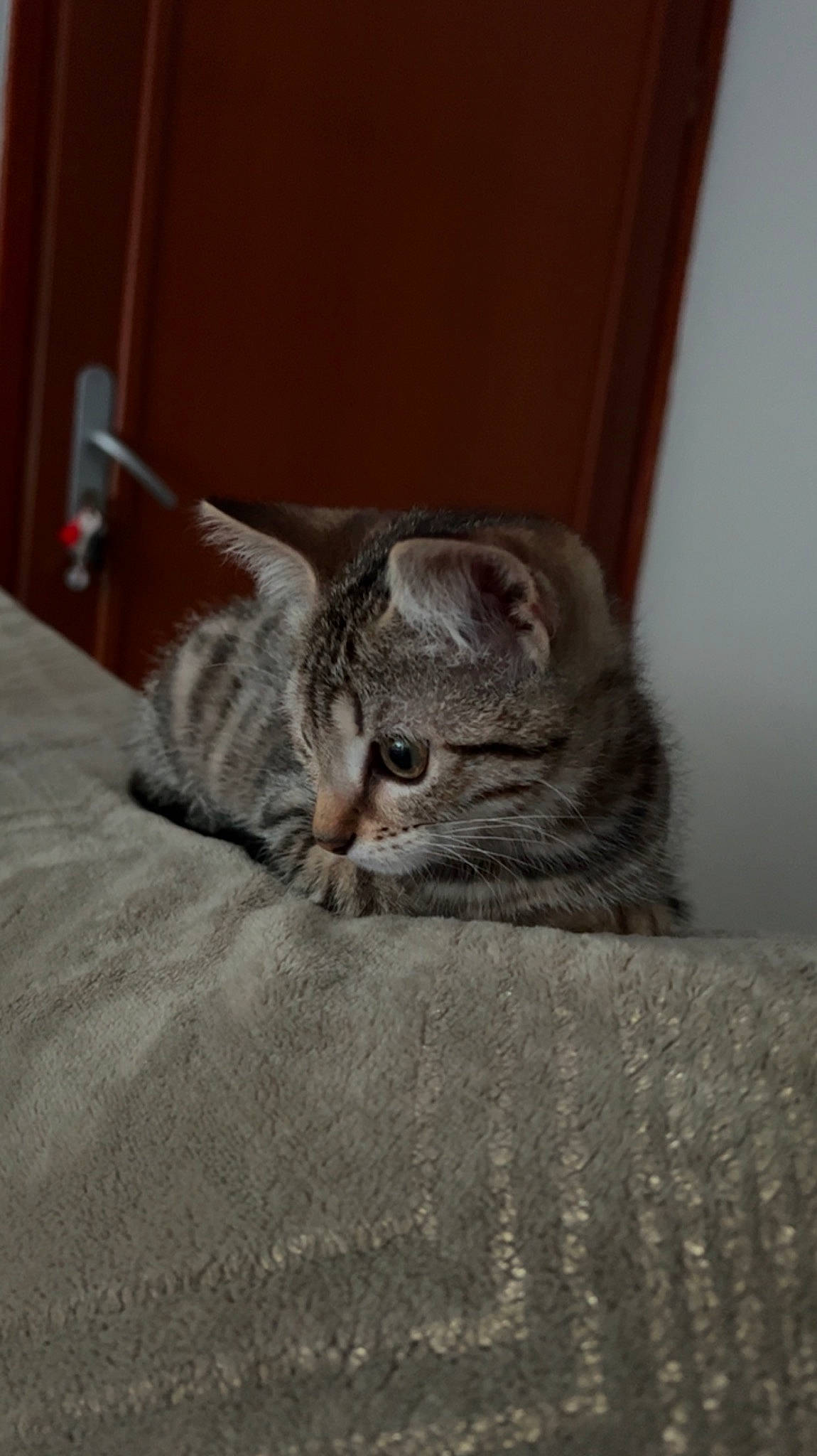 Iris a rejoint le concours — aidez-le/la à gagner de superbes lots ! carnivore, cat, comfort, domestic_short_haired_cat, event, felidae, flooring, fur, grey, hardwood, small_to_medium_sized_cats, snout, tail, terrestrial_animal, whiskers, wood