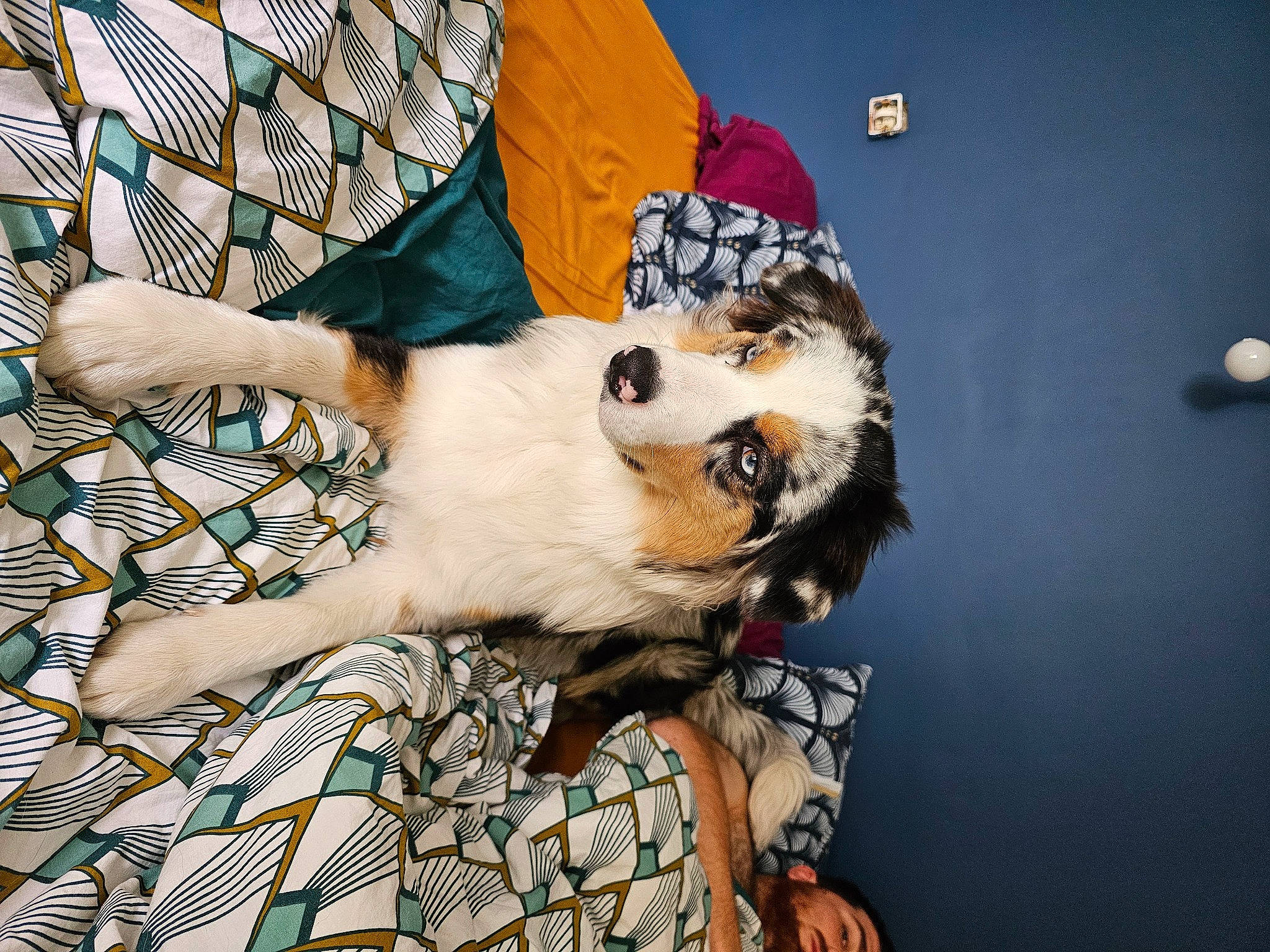 Ulya a rejoint le concours — aidez-le/la à gagner de superbes lots ! carnivore, companion_dog, dog, dog_breed, dog_clothes, dog_supply, eyewear, fawn, felidae, fur, hat, linens, pattern, paw, plaid, small_terrier, sunglasses, toy, toy_dog, whiskers