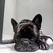 Igor a rejoint le concours — aidez-le/la à gagner de superbes lots ! boxer, bulldog, canidae, carnivore, companion_dog, dog, dog_breed, ear, fawn, french_bulldog, mammal, molosser, non_sporting_group, olde_english_bulldogge, snout, toy_bulldog, vertebrate