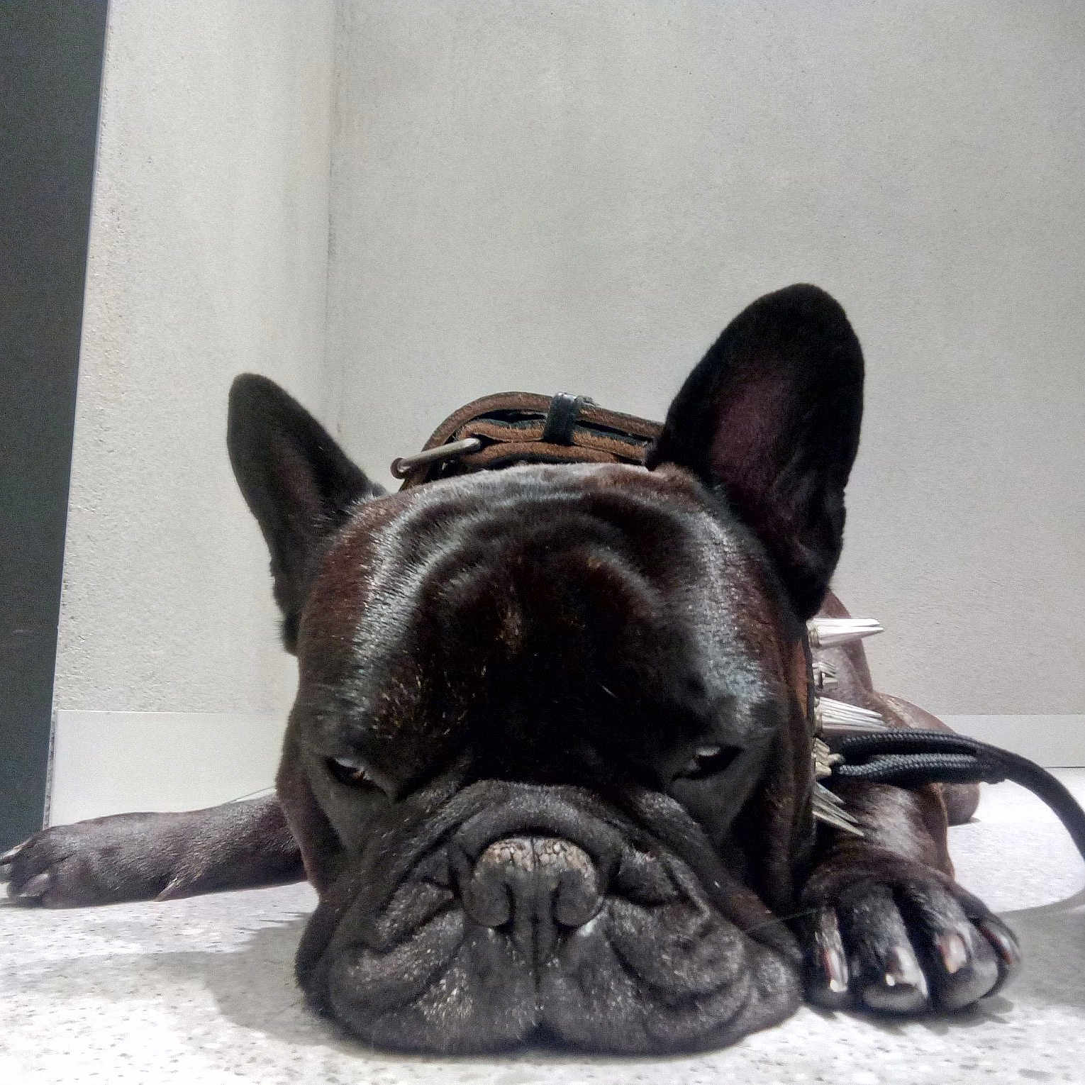Igor