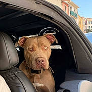 Isabelle Michaud participe au concours pour gagner de l'argent avec cette photo : dog, car, backseat, leather_seat, window, sky, building, urban, pet, animal, brown_dog, collar, daytime, outdoor, vehicle, seat, looking, ears, head, face