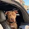 dog, car, backseat, leather_seat, window, sky, building, urban, pet, animal, brown_dog, collar, daytime, outdoor, vehicle, seat, looking, ears, head, face