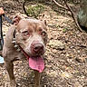 Isabelle Michaud participe au concours pour gagner de l'argent avec cette photo : dog, animal, pet, pitbull, forest, outdoors, leash, collar, spiked_collar, tongue_out, happy, walking, nature, trees, dirt_path, canine, closeup, daylight, ears, eyes