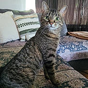 Pearl is registered to the contest to win money with this photo: alert, animal, cat, couch, cozy, curtains, domestic_cat, ears, eyes, fur, furniture, home, indoor, living_room, patterned_fabric, pet, pillows, sitting, tabby, whiskers