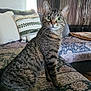 alert, animal, cat, couch, cozy, curtains, domestic_cat, ears, eyes, fur, furniture, home, indoor, living_room, patterned_fabric, pet, pillows, sitting, tabby, whiskers