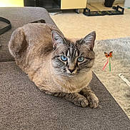 Loka a rejoint le concours — aidez-le/la à gagner de superbes lots ! cat, blue_eyes, couch, indoor, furniture, plant, living_room, gray, animal, pet, relaxed, fur, cute, butterfly_sticker, cabinet, floor, home, cozy, resting, whiskers