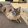 cat, blue_eyes, couch, indoor, furniture, plant, living_room, gray, animal, pet, relaxed, fur, cute, butterfly_sticker, cabinet, floor, home, cozy, resting, whiskers