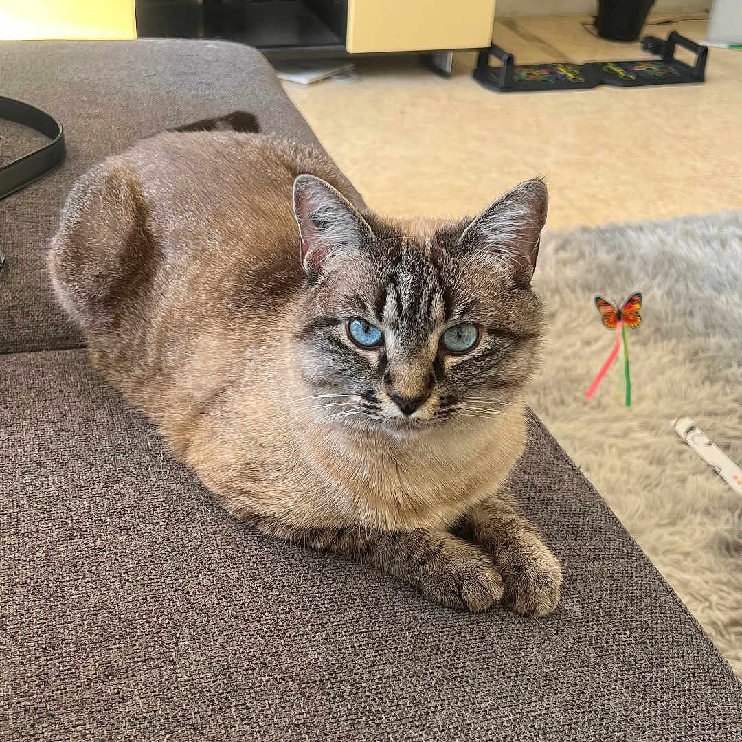 Loka a rejoint le concours — aidez-le/la à gagner de superbes lots ! cat, blue_eyes, couch, indoor, furniture, plant, living_room, gray, animal, pet, relaxed, fur, cute, butterfly_sticker, cabinet, floor, home, cozy, resting, whiskers