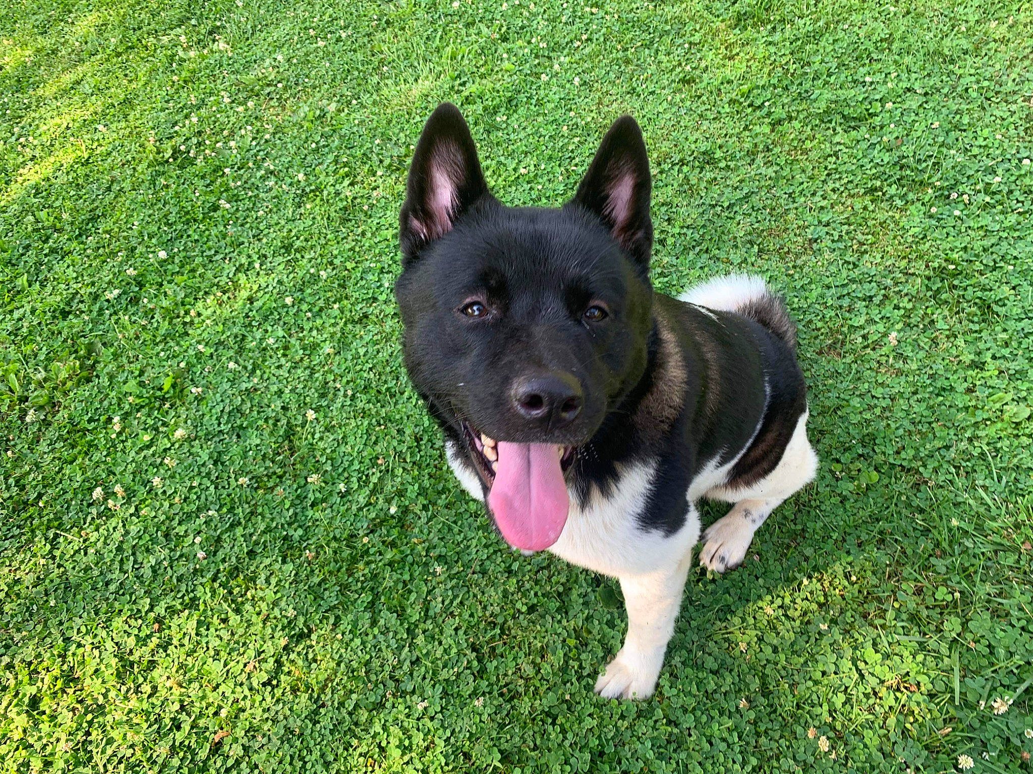 Akira is registered to the contest to win money with this photo: canidae, carnivore, companion_dog, dog, dog_breed, dog_supply, eye, fawn, grass, herbaceous_plant, herding_dog, non_sporting_group, plant, snout, sporting_group, tail, working_animal, working_dog