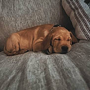 Colt is registered to the contest to win money with this photo: puppy, dog, sleeping, sofa, couch, pillow, home_interior, pet, brown_fur, napping, cozy, relaxed, fabric_texture, domestic, portrait, close_up, young_dog, collar, low_light, indoor