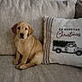 puppy, dog, labrador, couch, pillow, christmas_pillow, vintage_truck, beige, tan, pet, indoor, living_room, sofa, upholstery, sitting, looking_at_camera, cozy, fabric, wall, window_blind