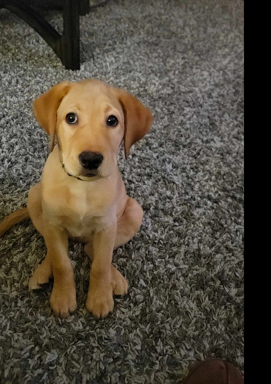 Colt joined the competition — help win amazing prizes! puppy, dog, pet, carpet, indoor, sitting, wide_eyes, floppy_ears, paws, nose, collar, rug, looking_up, adorable, portrait, close_up, domestic_animal, mammal, home_interior, furniture_leg