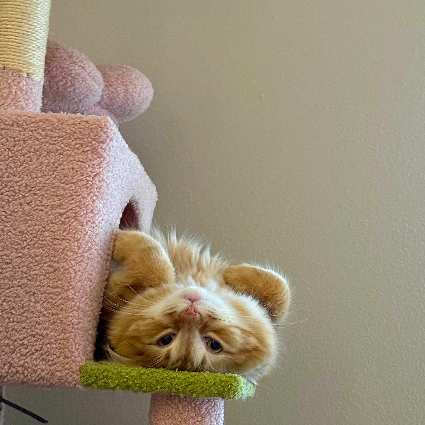 Hellcat is registered to the contest to win money with this photo: animal, cat, cat_tree, curious, cute, feline, fluffy, fur, green, home, indoor, looking, orange_cat, paws, pet, pink, playful, resting, upside_down, wall