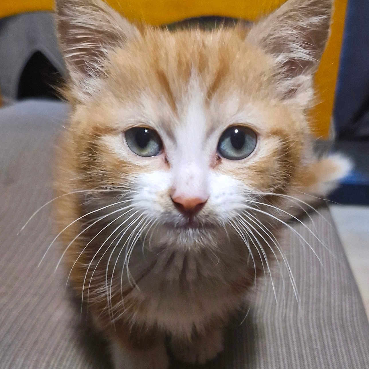 Ginger is registered to the contest to win money with this photo: abyssinian, angora, animal, armchair, cat, chair, couch, cushion, furniture, hardwood, homedecor, kitten, manx, pet, plywood, siamese, snout, wood