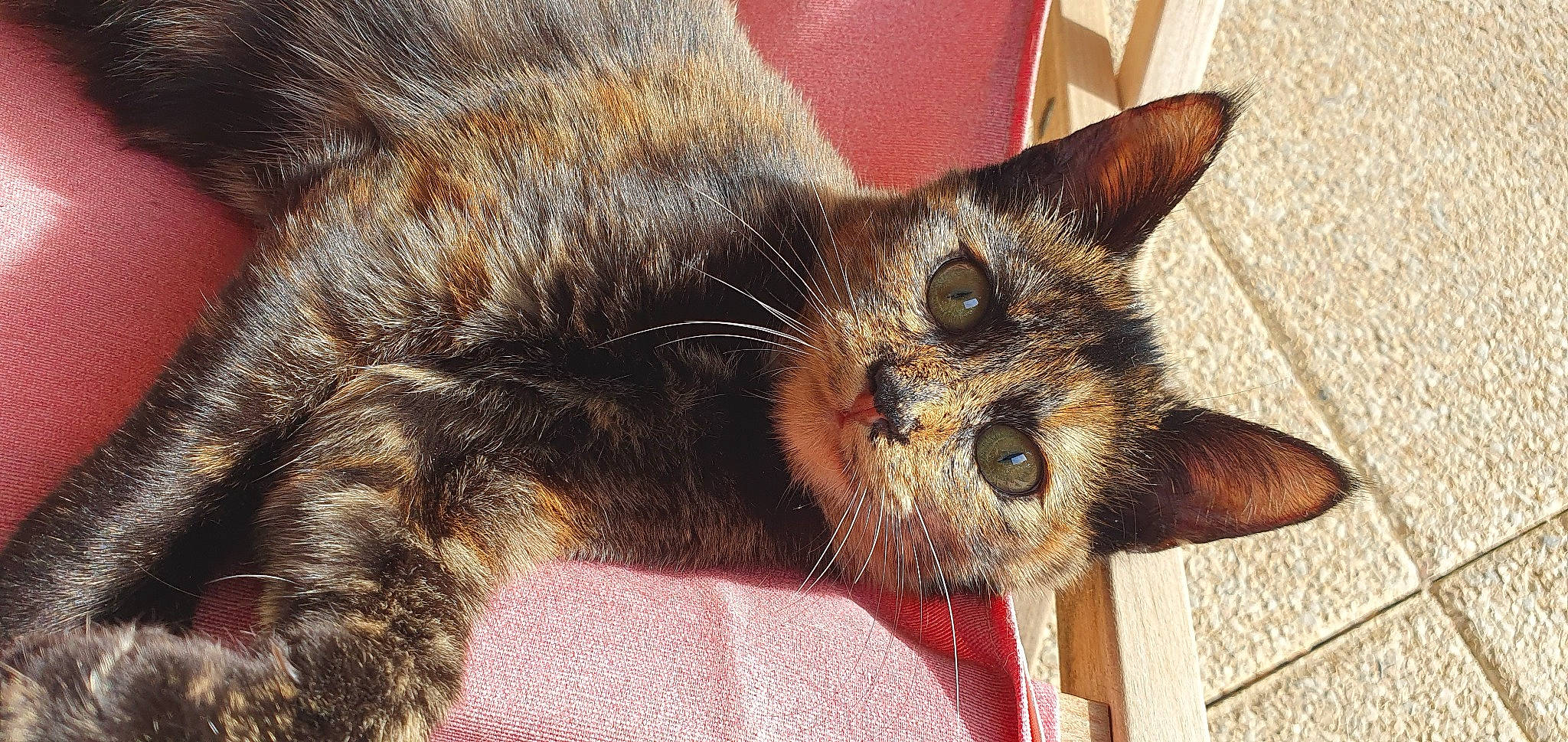 Callie participe au concours pour gagner de l'argent avec cette photo : carnivore, cat, claw, close_up, domestic_short_haired_cat, fawn, felidae, fur, paw, small_to_medium_sized_cats, terrestrial_animal, whiskers