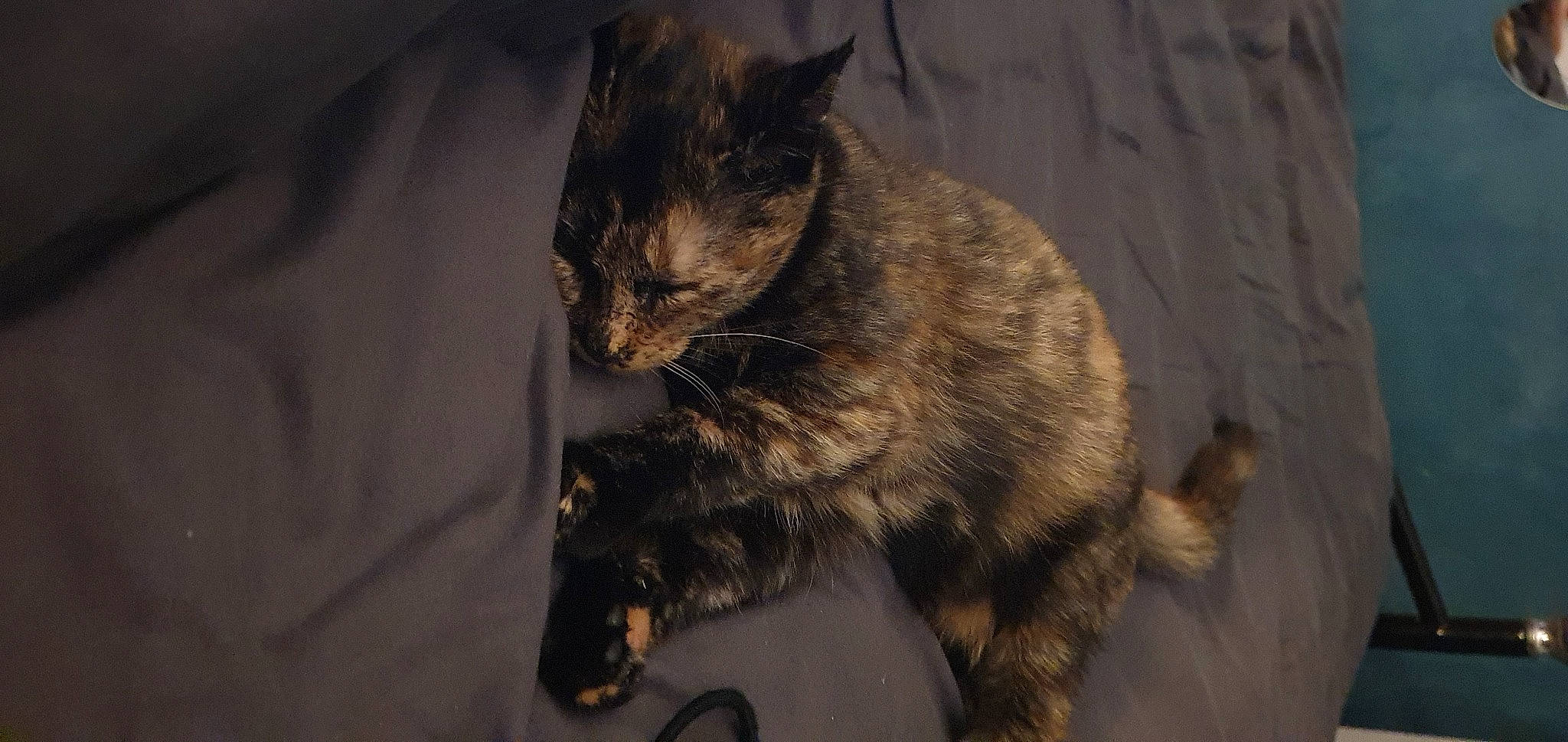 Callie a rejoint le concours — aidez-le/la à gagner de superbes lots ! carnivore, cat, claw, comfort, darkness, domestic_short_haired_cat, eye, fawn, felidae, fur, paw, sitting, small_to_medium_sized_cats, snout, tail, terrestrial_animal, tree, whiskers, wildlife, wood