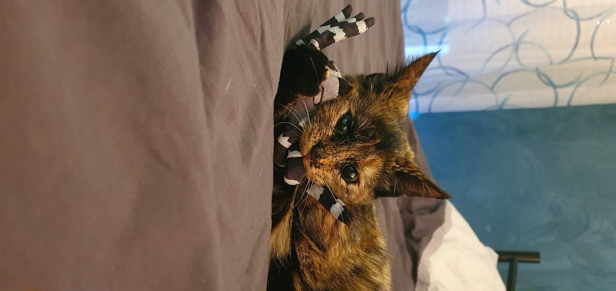 Callie a rejoint le concours — aidez-le/la à gagner de superbes lots ! bat, canidae, carnivore, cat, claw, domestic_short_haired_cat, fawn, felidae, fur, little_brown_myotis, lynx, mouse_eared_bat, small_to_medium_sized_cats, snout, tail, terrestrial_animal, whiskers, wildlife