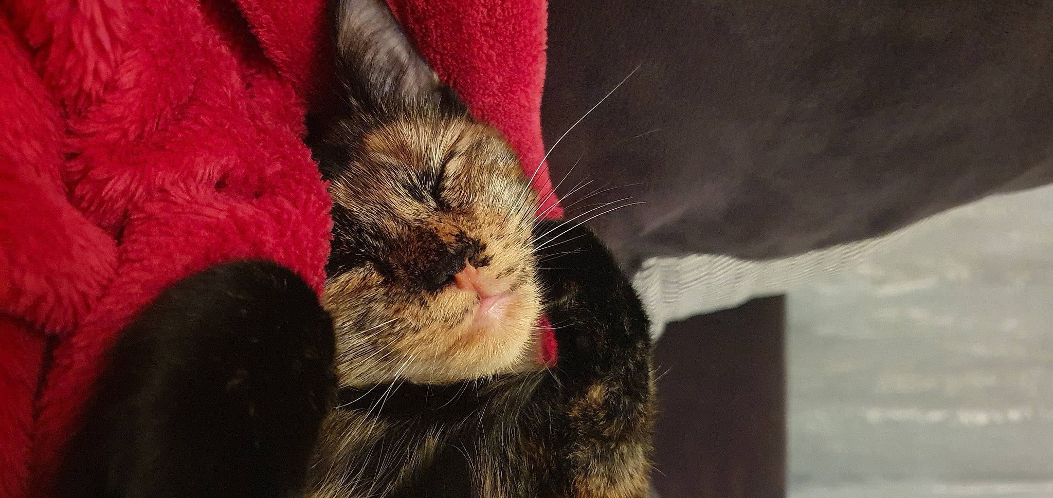 Callie a rejoint le concours — aidez-le/la à gagner de superbes lots ! canidae, carnivore, cat, claw, comfort, dog_breed, domestic_short_haired_cat, ear, eye, fawn, felidae, foot, fur, human_leg, paw, small_to_medium_sized_cats, snout, tail, terrestrial_animal, whiskers