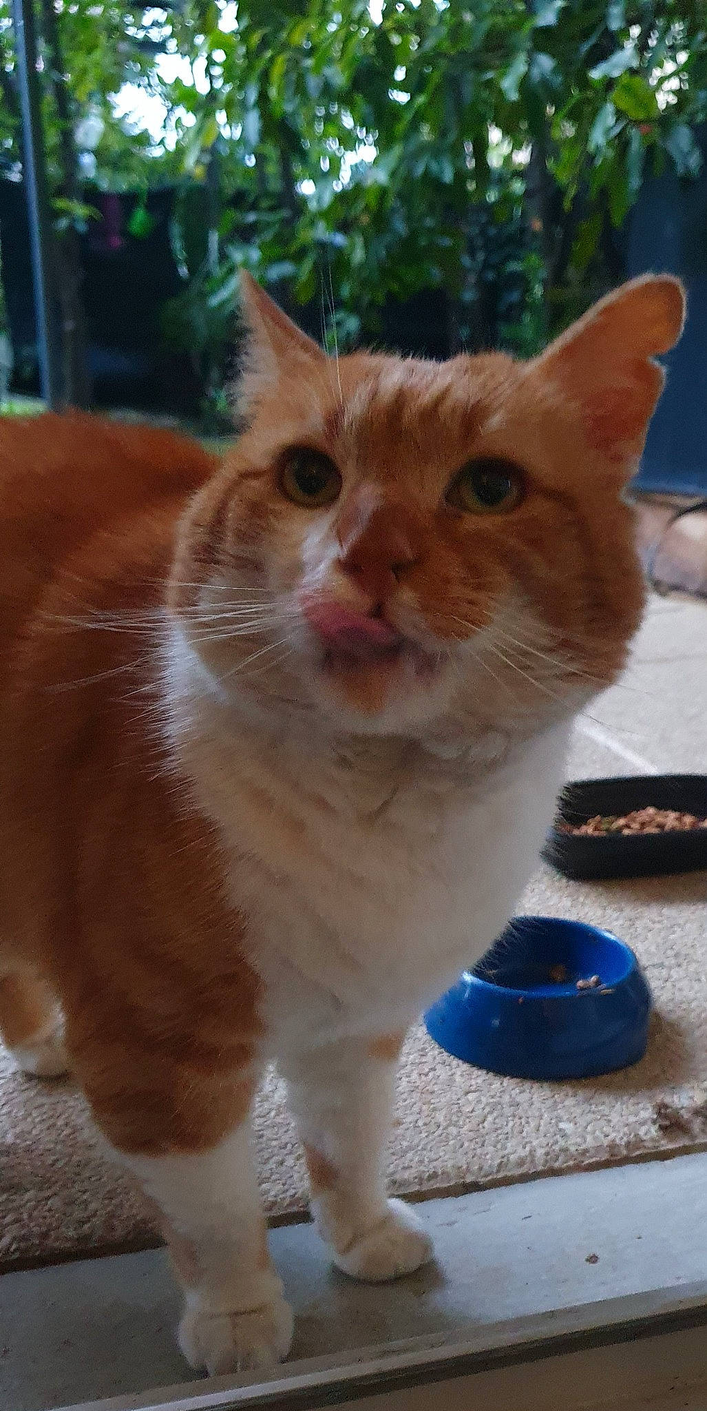 Roukinou participe au concours pour gagner de l'argent avec cette photo : carnivore, cat, claw, domestic_short_haired_cat, fawn, felidae, fur, paw, sitting, small_to_medium_sized_cats, snout, tail, terrestrial_animal, whiskers, window