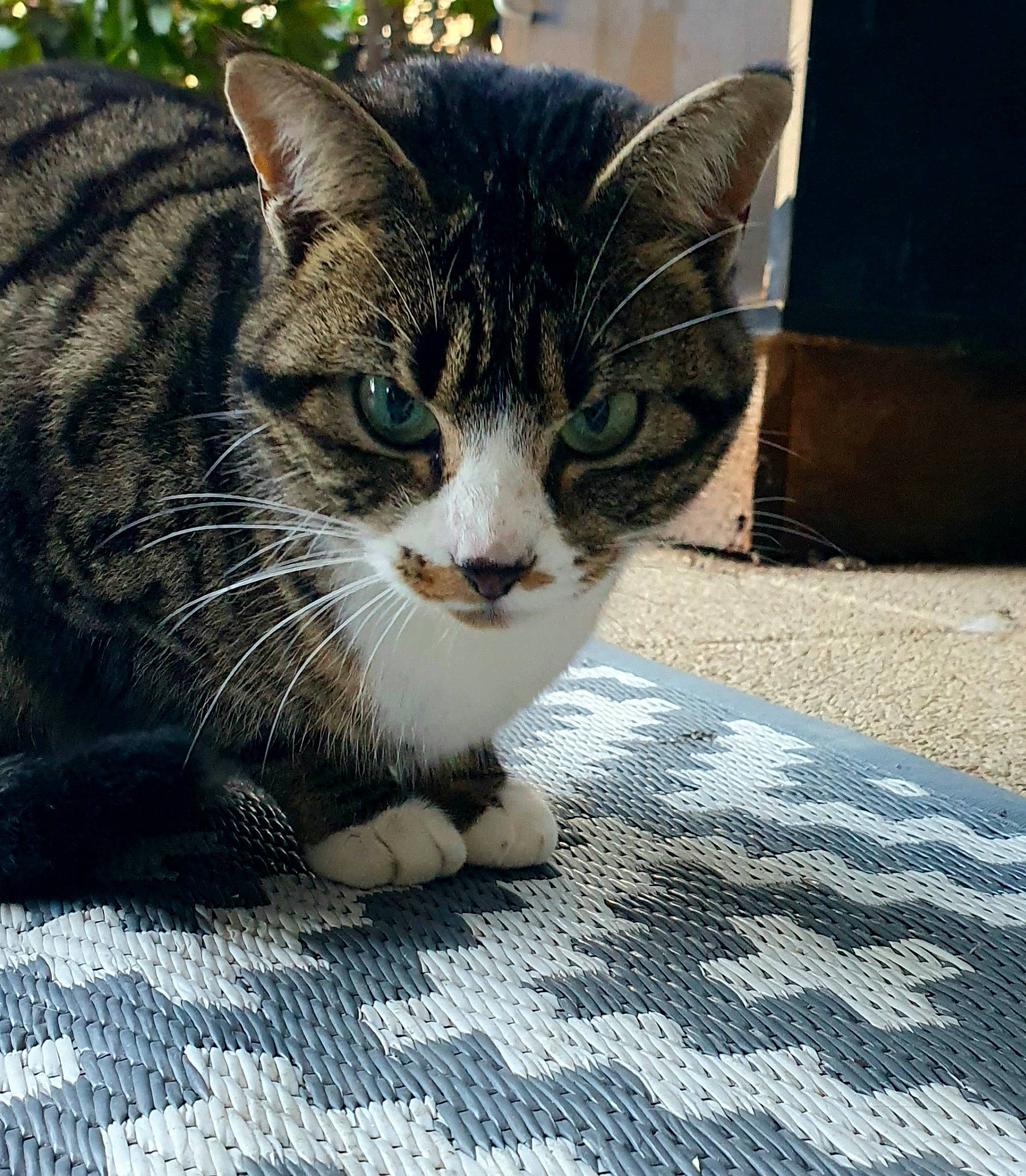 Ibis participe au concours pour gagner de l'argent avec cette photo : carnivore, cat, claw, domestic_short_haired_cat, eye, felidae, foot, fur, grass, paw, road_surface, sitting, small_to_medium_sized_cats, snout, tail, terrestrial_animal, tree, whiskers, window