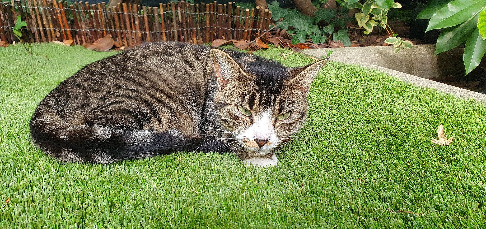 Ibis a rejoint le concours — aidez-le/la à gagner de superbes lots ! carnivore, cat, domestic_short_haired_cat, felidae, fur, grass, groundcover, mammal, paw, plant, small_to_medium_sized_cats, snout, tail, terrestrial_animal, whiskers