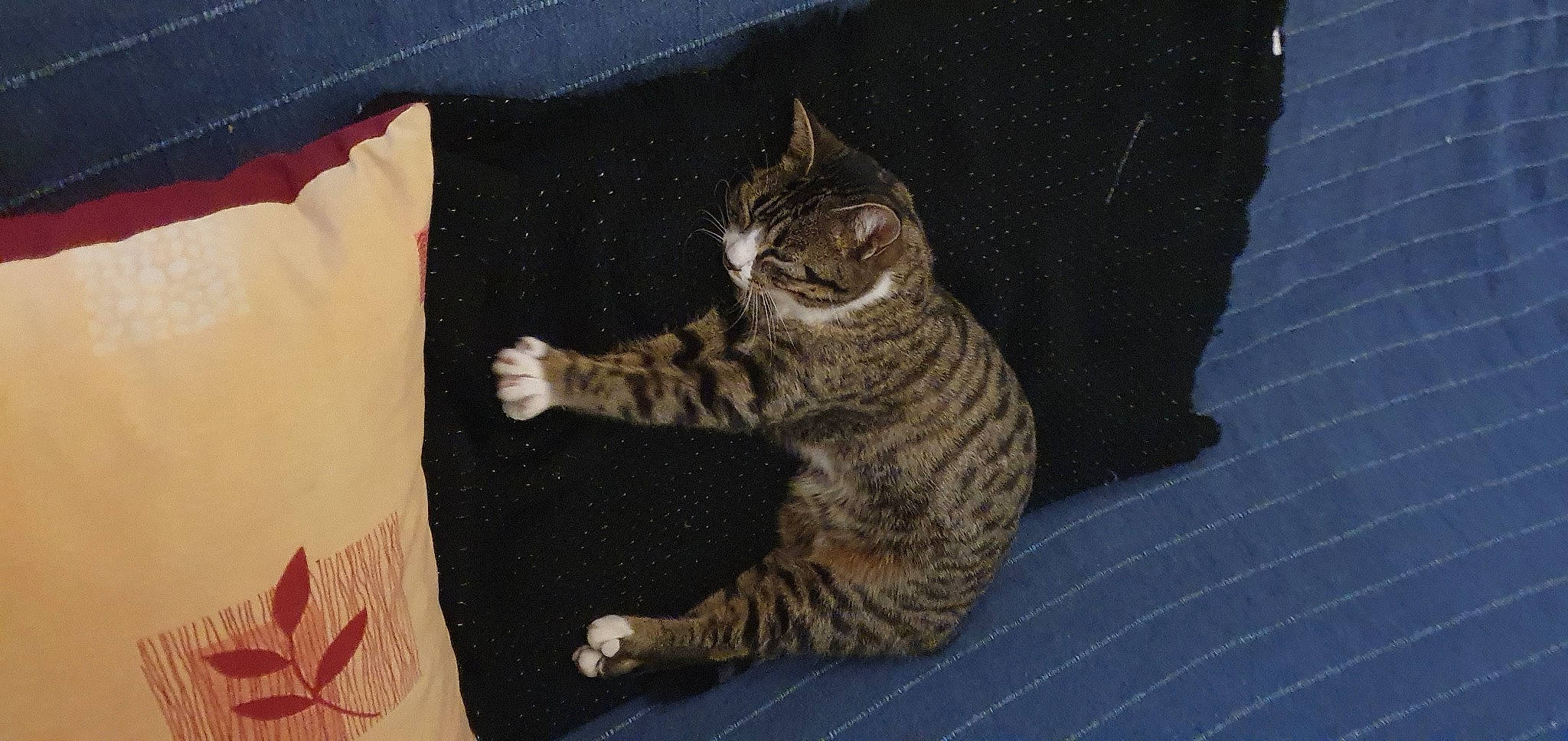 Ibis a rejoint le concours — aidez-le/la à gagner de superbes lots ! carnivore, cat, claw, comfort, domestic_short_haired_cat, felidae, fur, paw, sitting, small_to_medium_sized_cats, snout, tail, whiskers