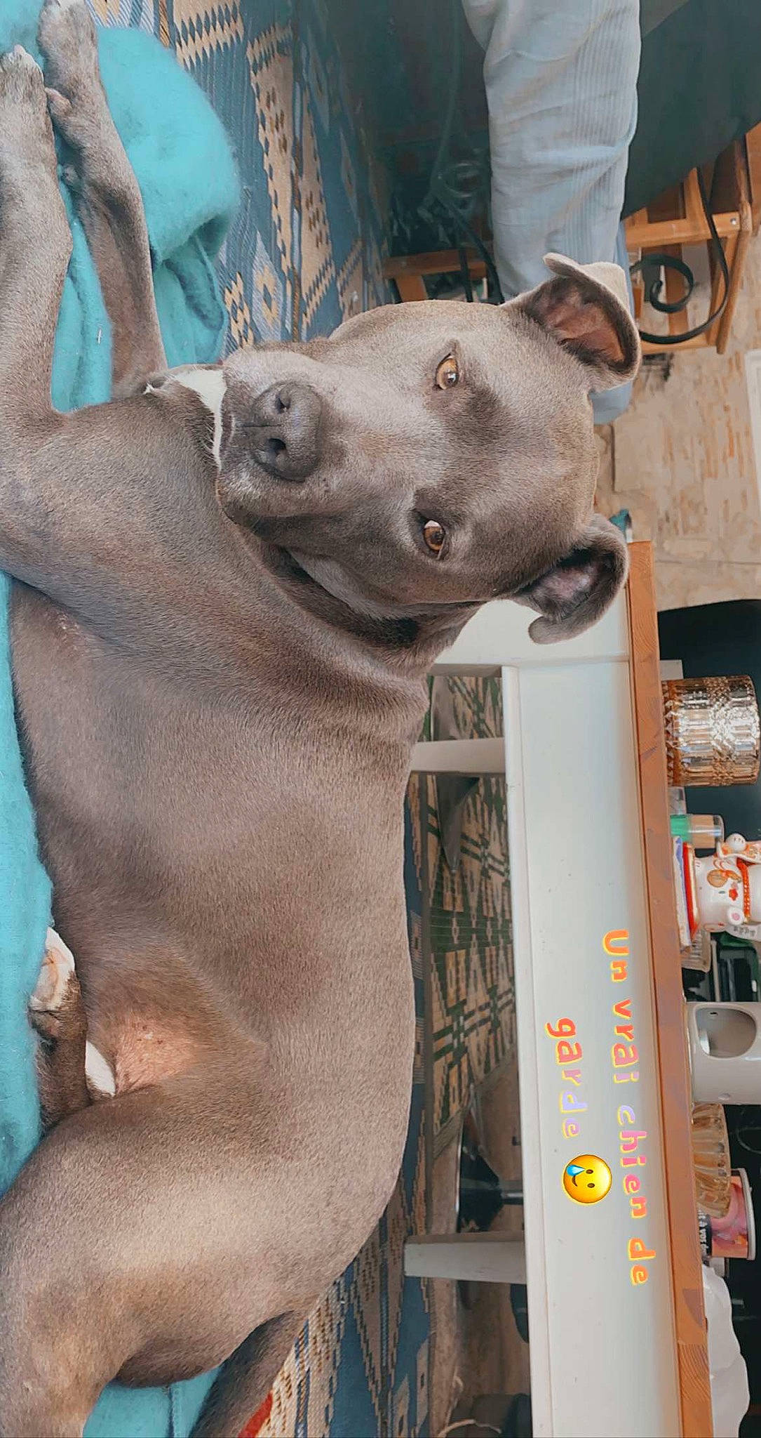 Loko a rejoint le concours — aidez-le/la à gagner de superbes lots ! art, big_cats, carnivore, chest, dog_breed, elephants_and_mammoths, fawn, felidae, indian_elephant, marine_mammal, sculpture, snout, terrestrial_animal, visual_arts, wildlife, working_animal