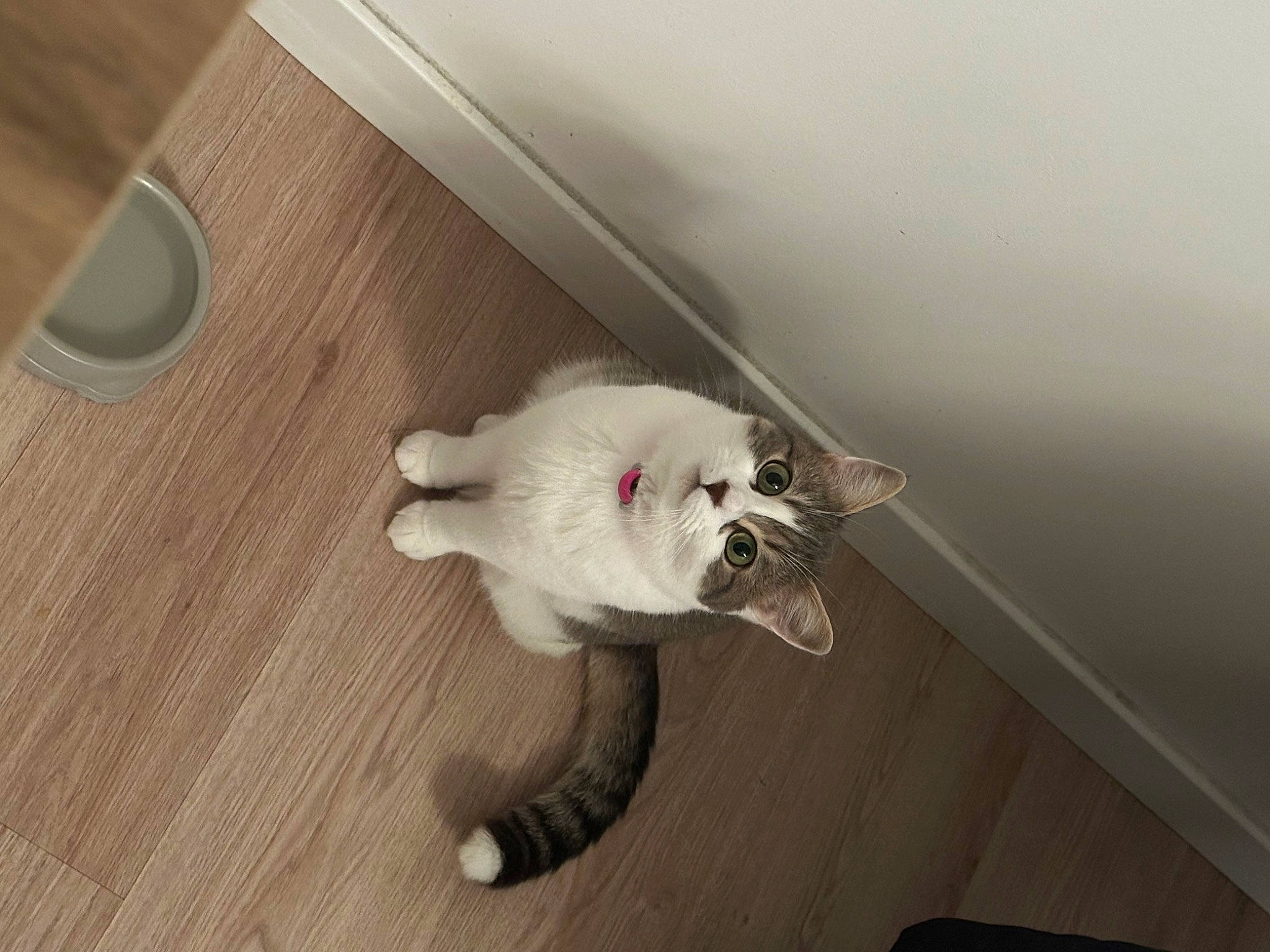 Maya a rejoint le concours — aidez-le/la à gagner de superbes lots ! canidae, carnivore, cat, cat_toy, claw, companion_dog, dog_breed, domestic_short_haired_cat, fawn, felidae, floor, flooring, fur, hardwood, paw, small_to_medium_sized_cats, snout, tail, whiskers, wood